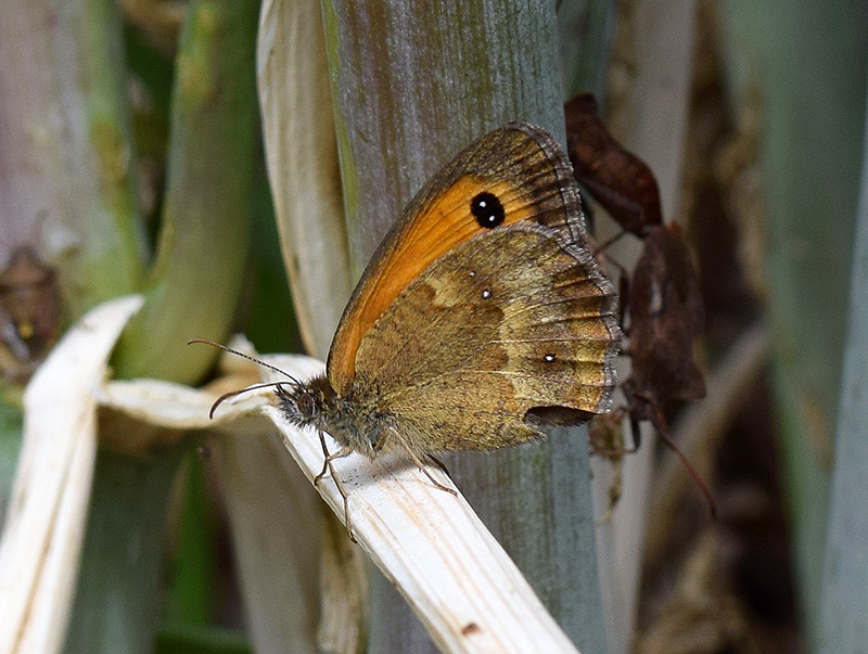 prima Pyronia tithonus dell''anno